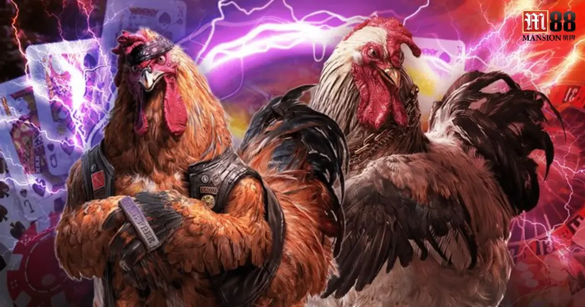 Trải Nghiệm Đá Gà M88 Trực Tuyến – Kịch Tính Như Sàn Đấu Thực 3 Một trong những điểm hấp dẫn nhất khi tham gia trải nghiệm đá gà M88 chính là khả năng theo dõi trực tiếp trận đấu