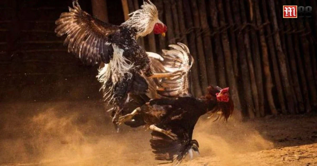 Trải Nghiệm Đá Gà M88 Trực Tuyến – Kịch Tính Như Sàn Đấu Thực 2 Đá gà M88 là một trong những hình thức giải trí hấp dẫn, mang lại cho người chơi cảm giác hồi hộp