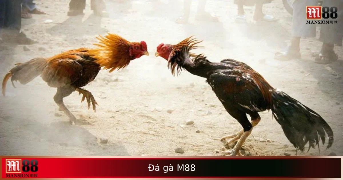 Trải Nghiệm Đá Gà M88 Trực Tuyến – Kịch Tính Như Sàn Đấu Thực 1 Trải Nghiệm Đá Gà M88 Trực Tuyến – Kịch Tính Như Sàn Đấu Thực